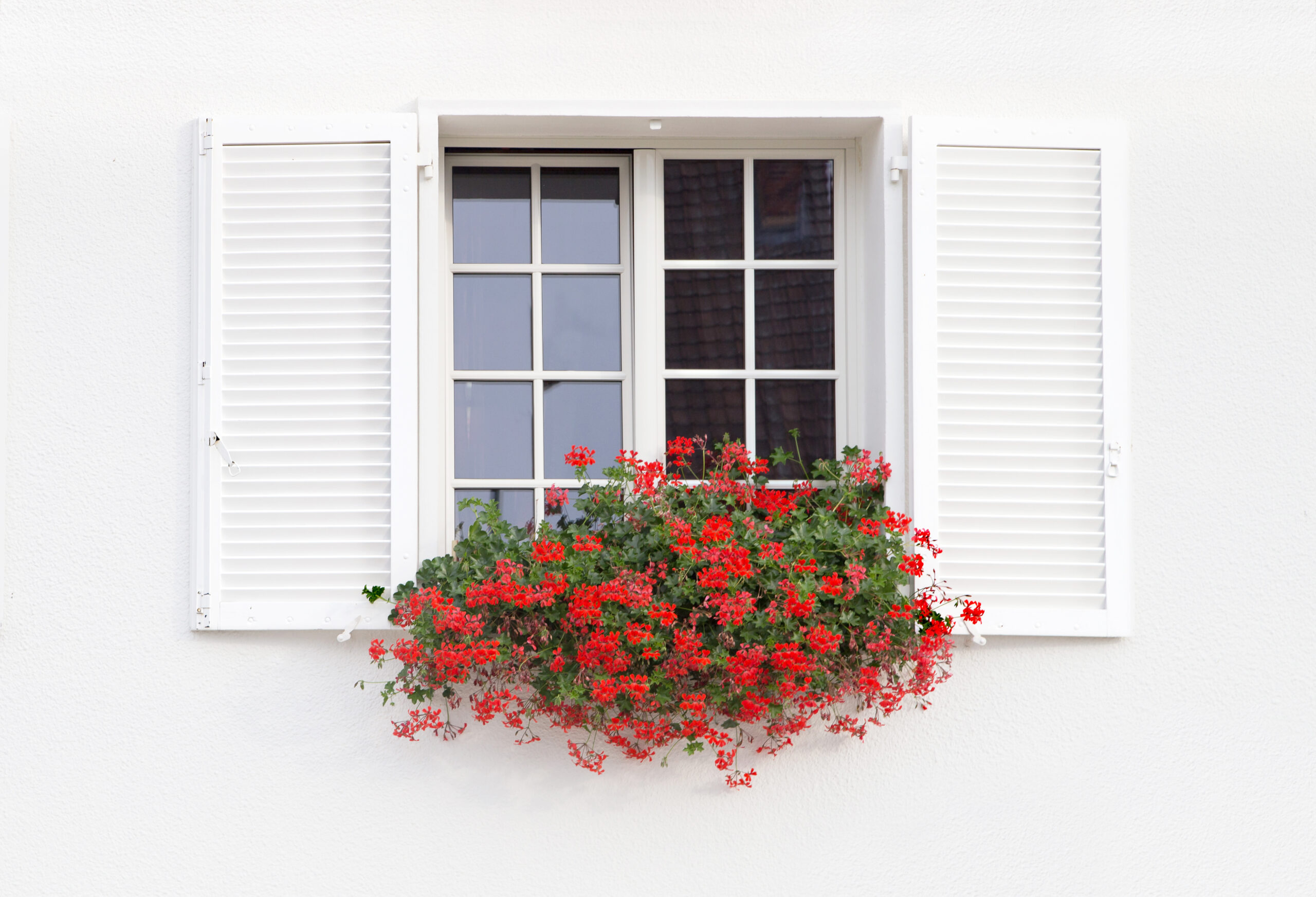 White window and flowers. White window with shutters and flowers on the white wall background